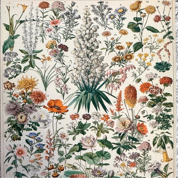 Vintage Scientific French "Fleurs" (Flowers) Floral Chart Print 8x10 4/5 - Picture 5 of 8